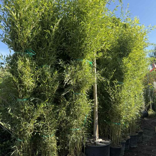 Bambou Bissetii 3m / 3m50