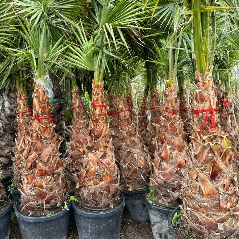 Washingtonia 2m50