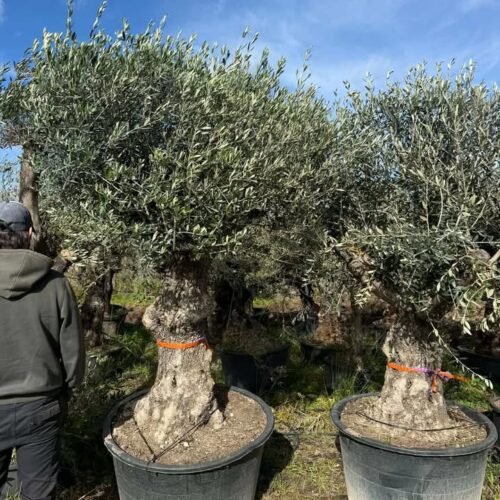 Olivier Vieux Tronc : Quantité Limitée