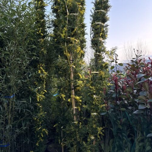 Mimosa gaulois 3m PROMO