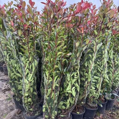 Photinia red Robin  1m80/ 2m