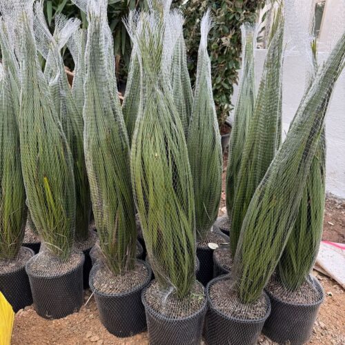 Cordyline multi tronc