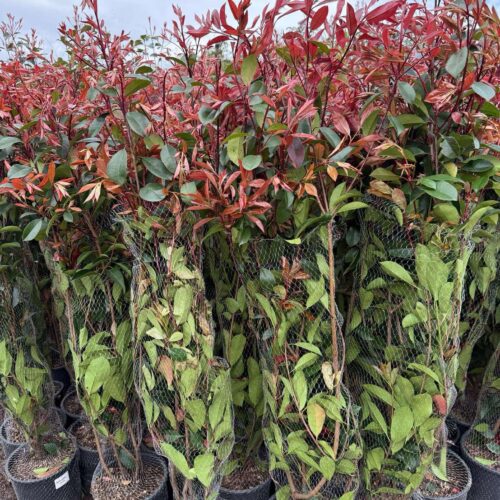 Photinia Red Robin PROMO : 1m60