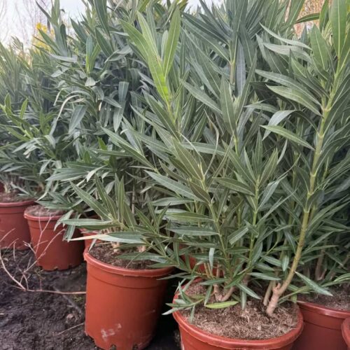 Laurier PROMO  : Rose - Rouge - Blanc 1m30/40