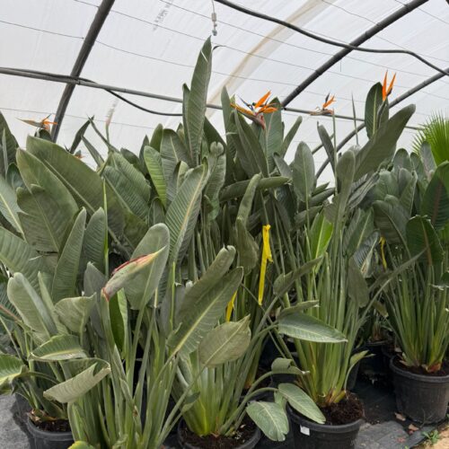 Strelitzia Reginae: Oiseau du Paradis - 1m70