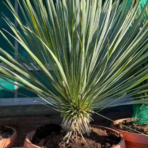 Yucca Rostrata 10/20cm de tronc