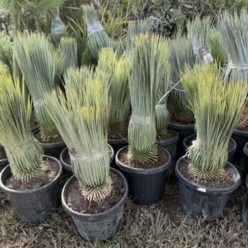 Yucca Rostrata 20cm de tronc