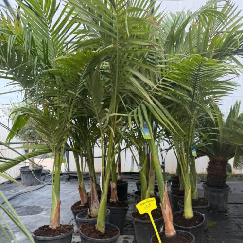 Palmier Archontophoenix 1m80/2m