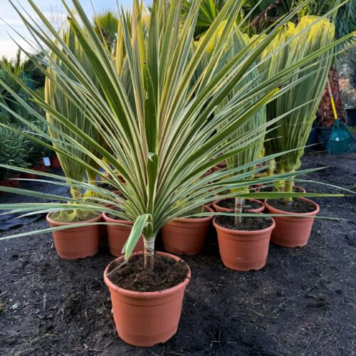 Codyline Panaché Pot 15L