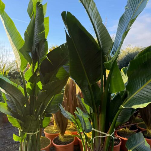 Strelitzia Augusta 2m/ 2m20