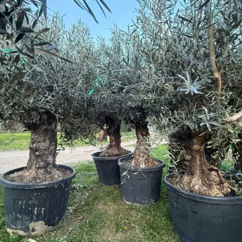 Olivier vieux tronc 1m80/ 2m20