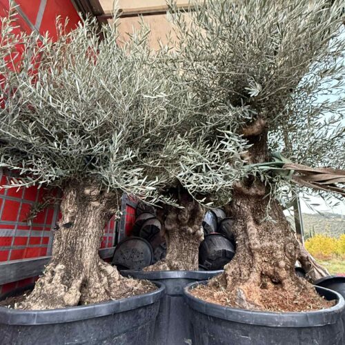 Olivier vieux tronc 2m/ 2m30