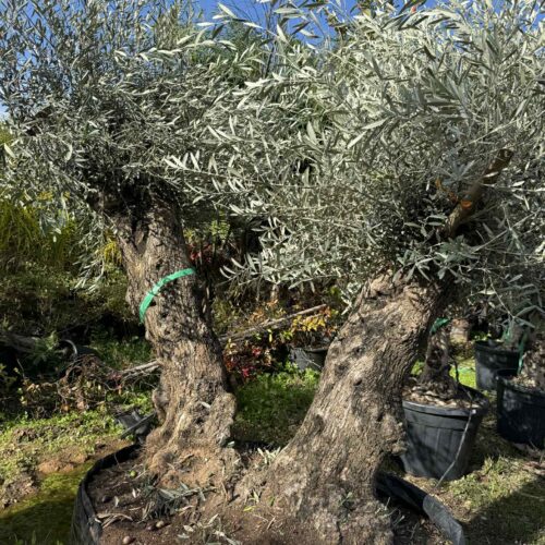 Olivier double Vieux tronc