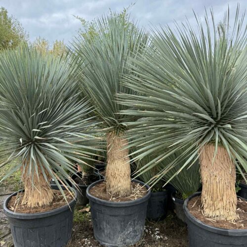 Yucca Rostrata extra 1m70