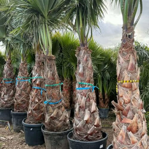 Washingtonia Robusta 2m80/3m20