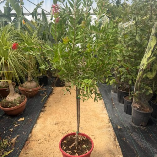 Callistemon - Rince bouteille