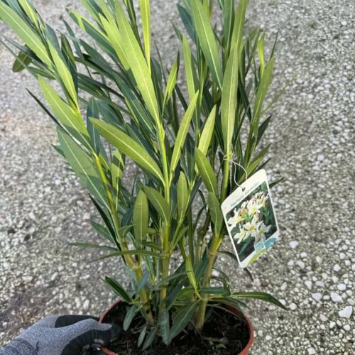 Laurier Rose Pot 3L SUPER PROMO