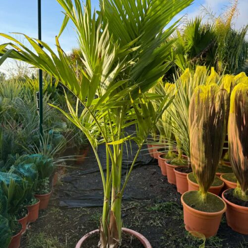 Archontophoenix Groupe 1m60/1m70