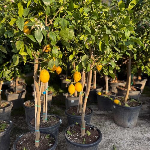 Citronnier 4 saisons 1m70/ 1m90