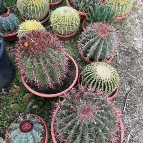 Cactus