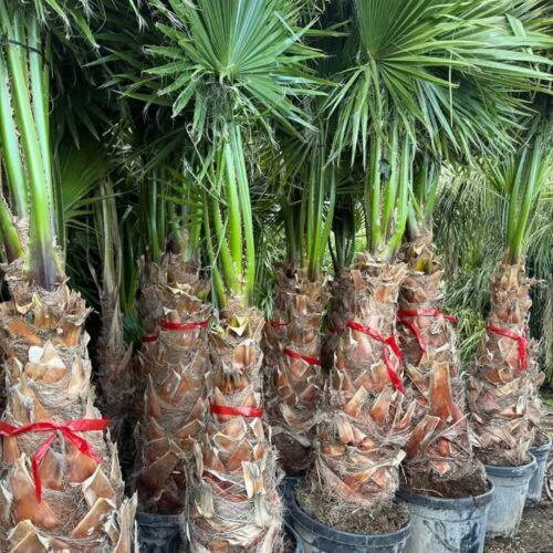 Washingtonia 2m/ 2m50