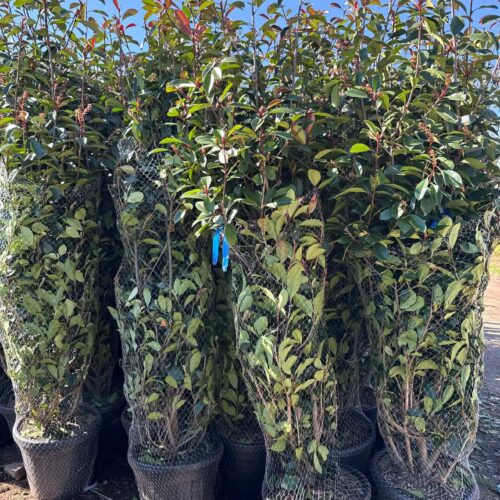 Photinia Red Robin 2m20/ 2m50