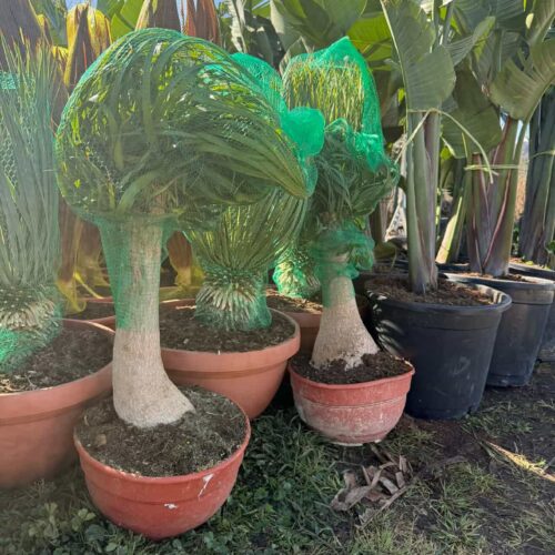 Beaucarnéa Pied d'éléphant