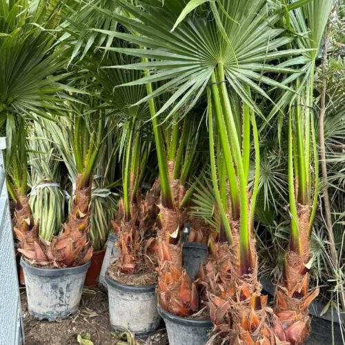 Washingtonia Groupe 2m/ 2m50