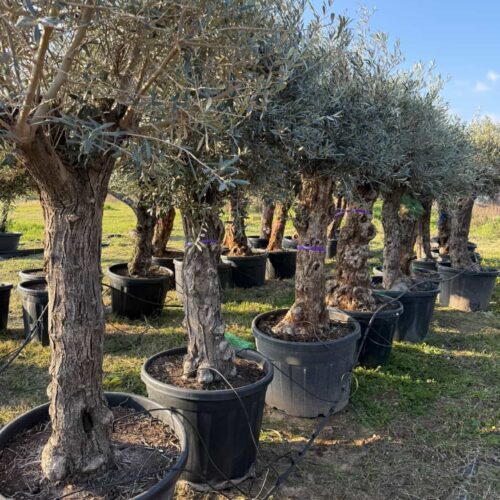 Olivier vieux troncs 2m/2m20 PROMO EXCEPTIONNELLE !