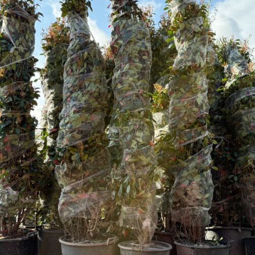 Photinia Red Robin 3m/ 3m50