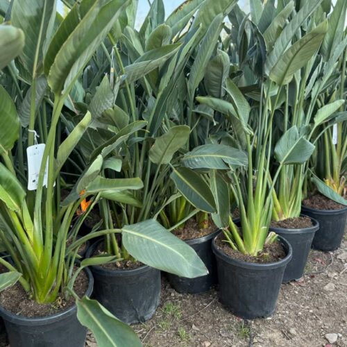 Strelitzia Reginae Oiseau du Paradis 1m/1m20