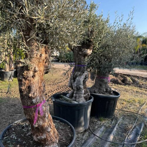 Olivier vieux tronc PROMO 2m/ 2m20