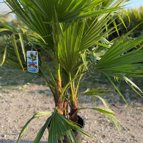 Washingtonia Groupe 1m PROMO