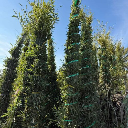 Bambous Bissetii 3m50/4m