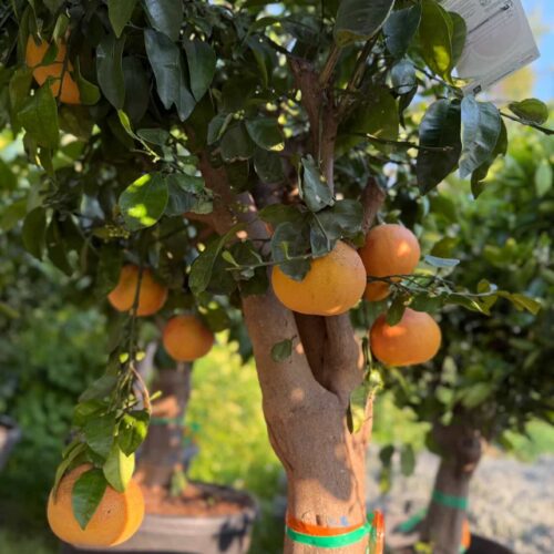 Pamplemoussier 1m50/1m70