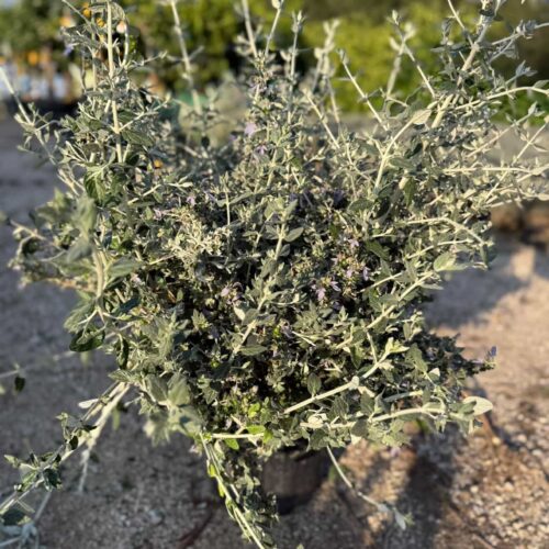 Teucrium fleurs violettes