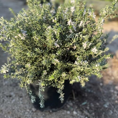 Westringia Fleurs blanches  (Romarin d’Australie)
