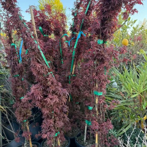 Erable du Japon 1m70