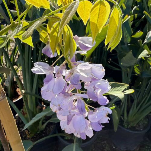 Glycine Violette ou blanche 2m50