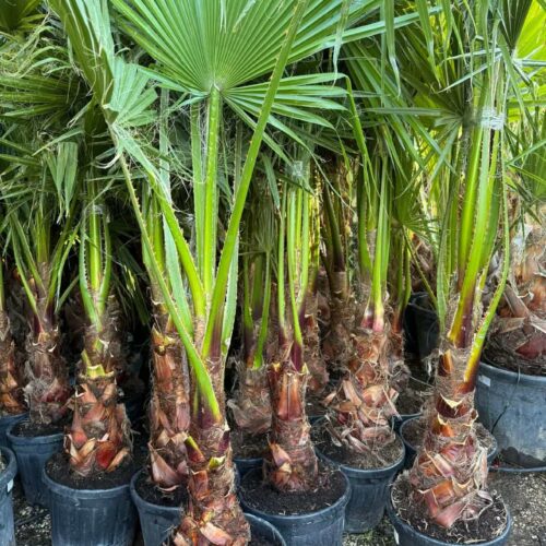 Washingtonia 2m PROMO