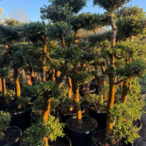 Olivier Nuage 1m80 PROMO