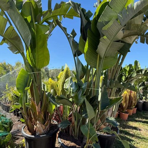 Strelitzia Agusta 3m