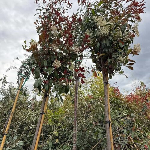 tige photinia 150€