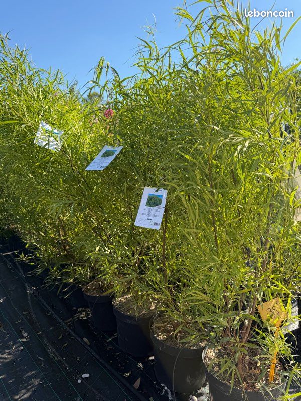 Rhus viminalis 1,30 m – Image 2