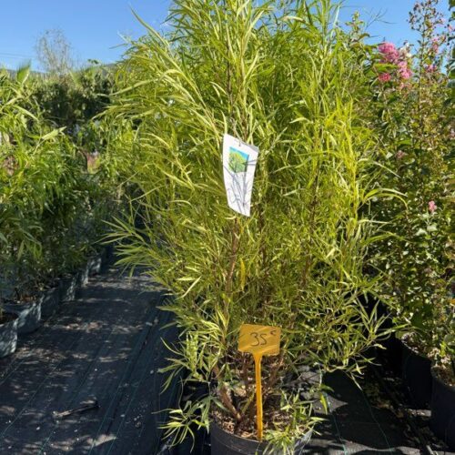 SUITE RHUS