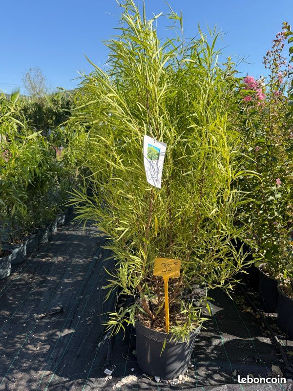 Rhus viminalis 1,30 m